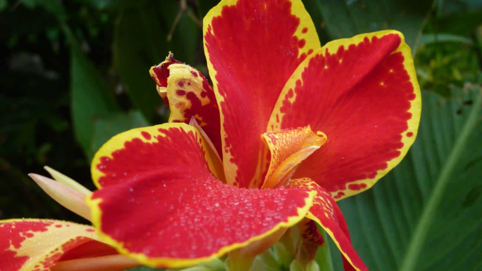 Closeup view of Canna Lily Lucifer