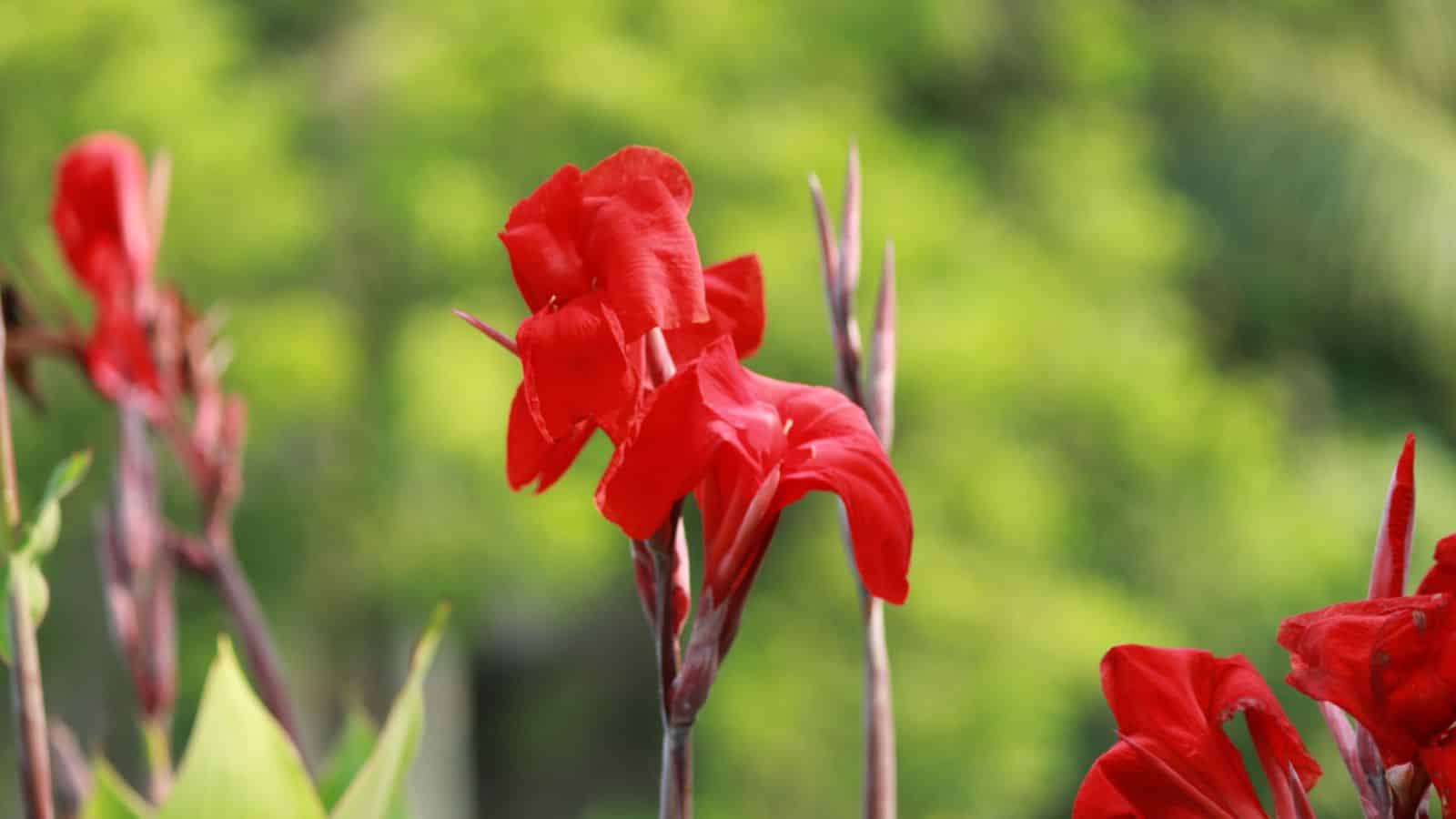 Selective focus on the flower of Canna Lily The President