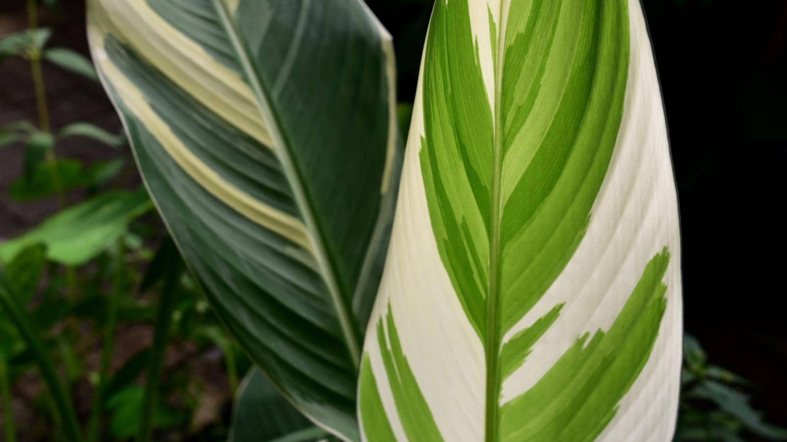 Green leaves of the Canna Stuttgart with white splotches