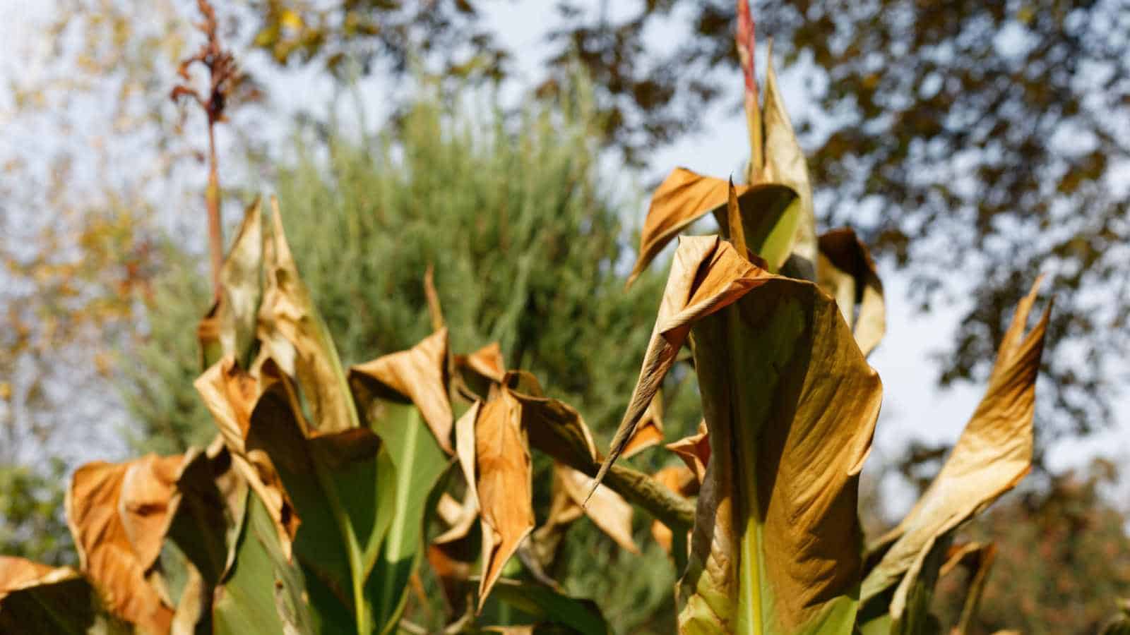 Frost damage on canna lily leaves