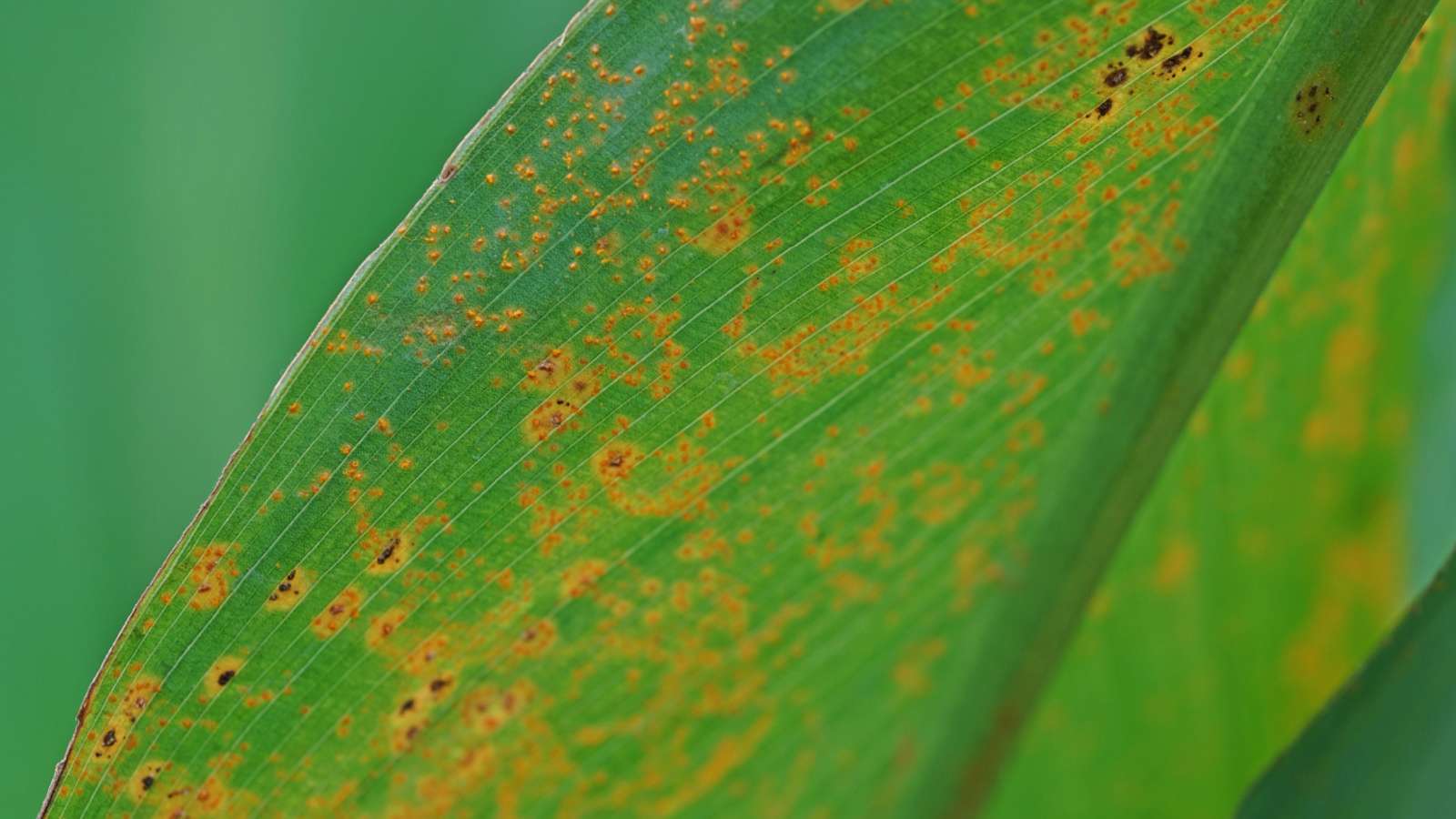 Rust on the leaves of canna lily