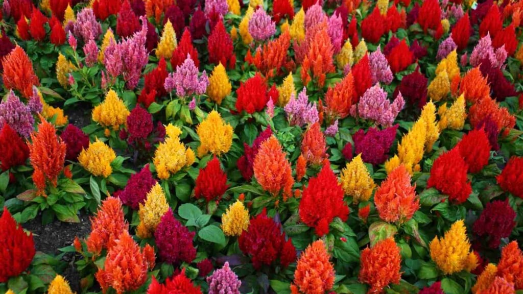 Multicolored celosia plants in a field