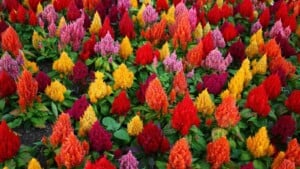 Multicolored celosia plants in a field