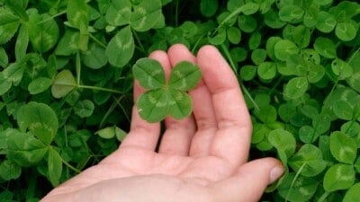 hand holding a clover from a clover long