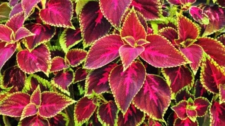 Coleus colorful leaves