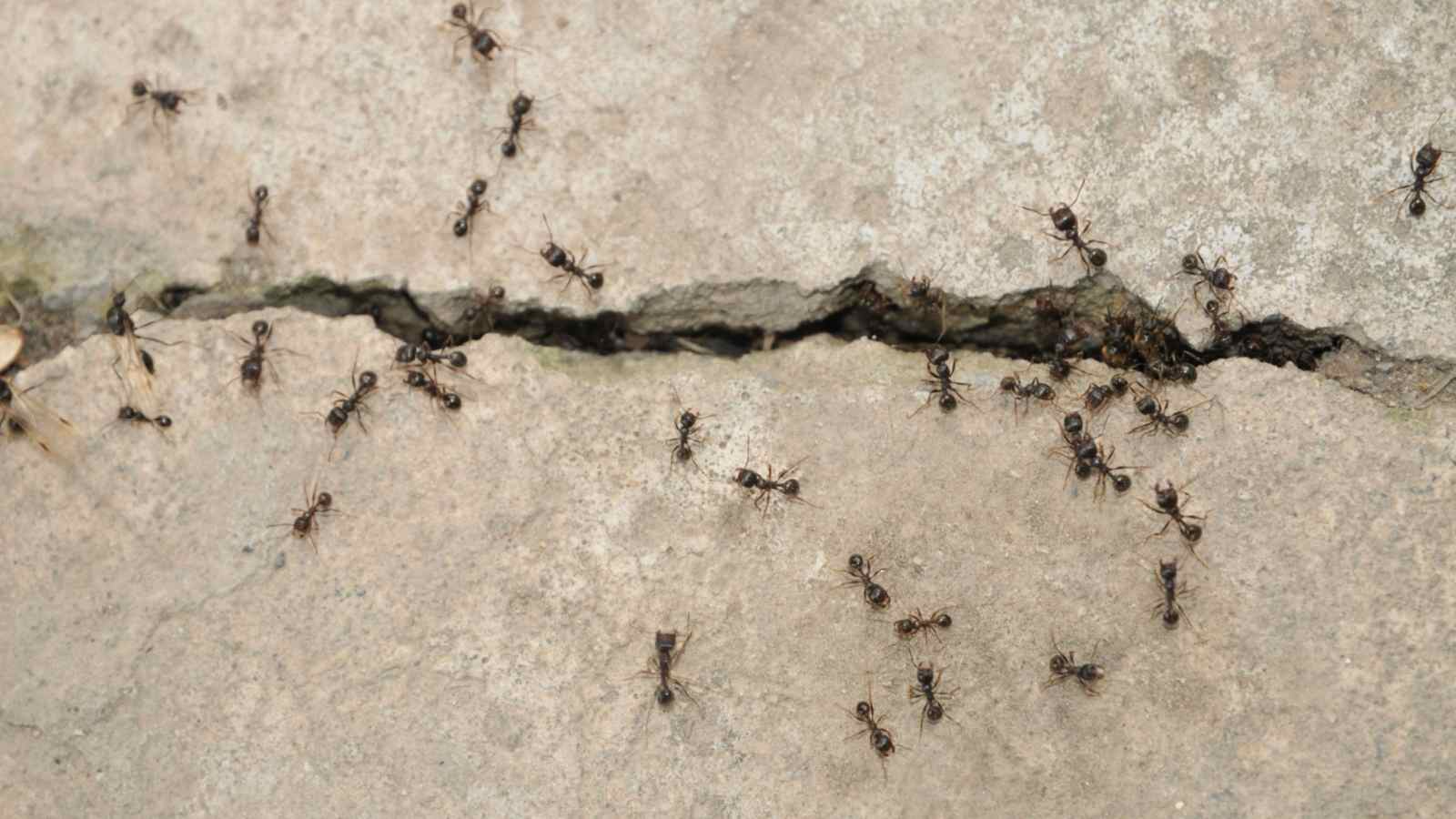 Cracked Concrete