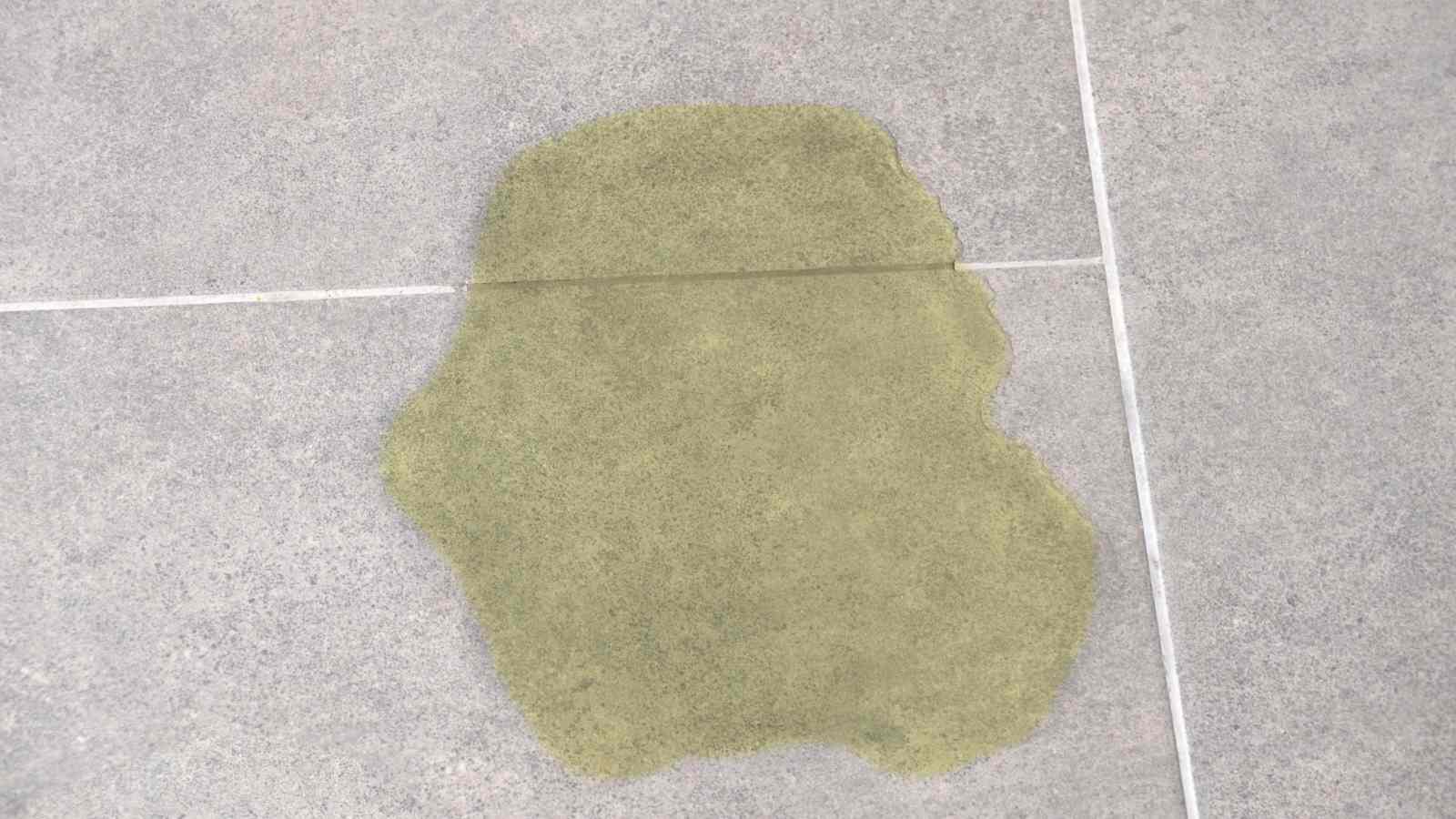 Dog Urine Spots
