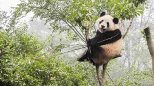 Panda bear on a small tree