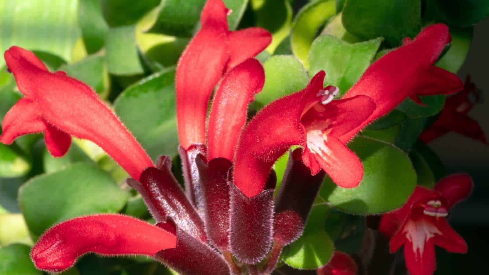 Closeup view of the red flowers of a lipstick plant with green leaves