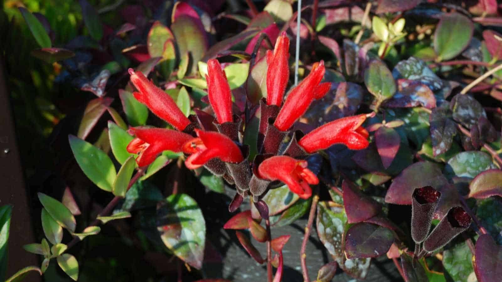 Lipstick plant in the garden