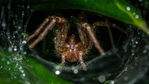 Closeup shot of a grass spider on its web on a plant