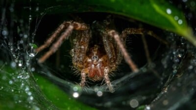 Closeup shot of a grass spider on its web on a plant