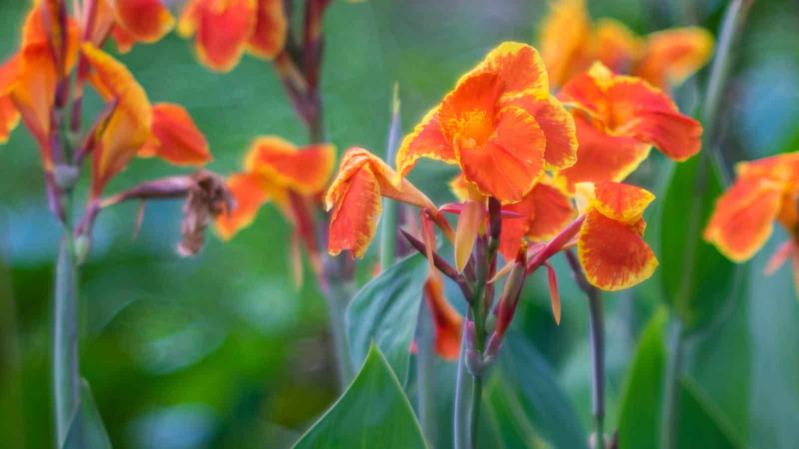 Selective focus of orange canna lilies growing