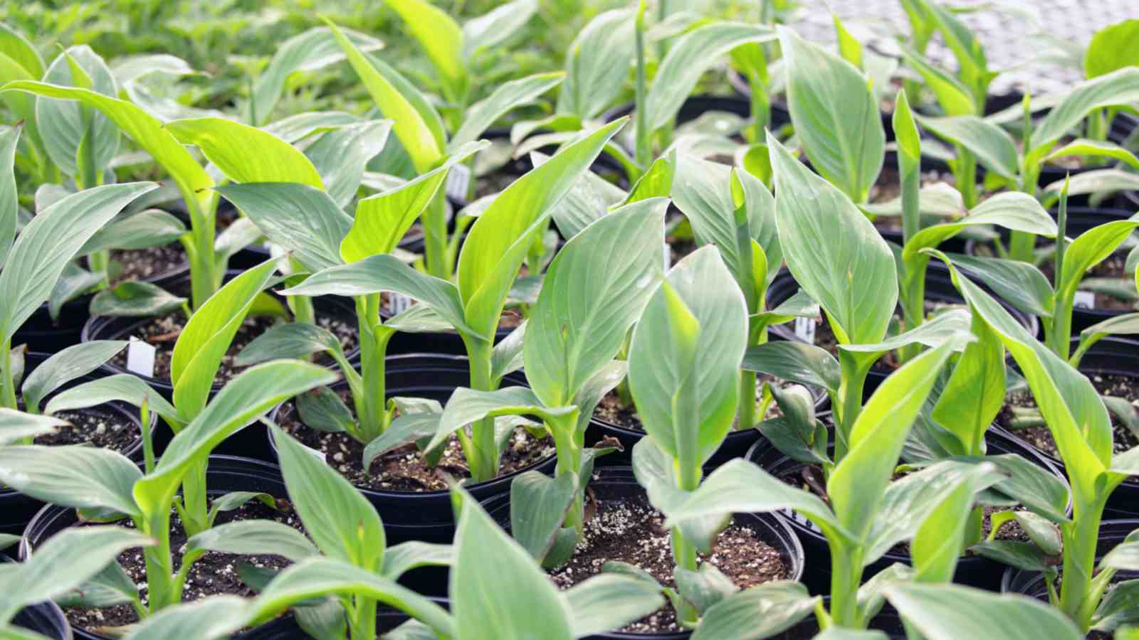 Seedlings of canna lily growing in black pots
