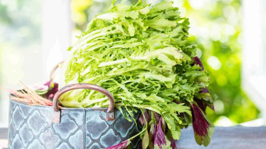 Endive on a basket