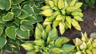 Hosta with different color variation of leaves