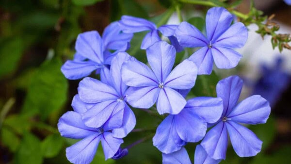 Plumbago Plants: How to Grow and Care for Plumbago