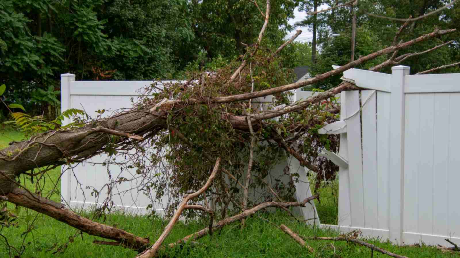 Large Trees Too Close to the House