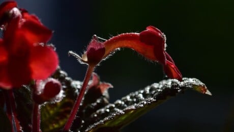 Selective focus of a lipstick plant