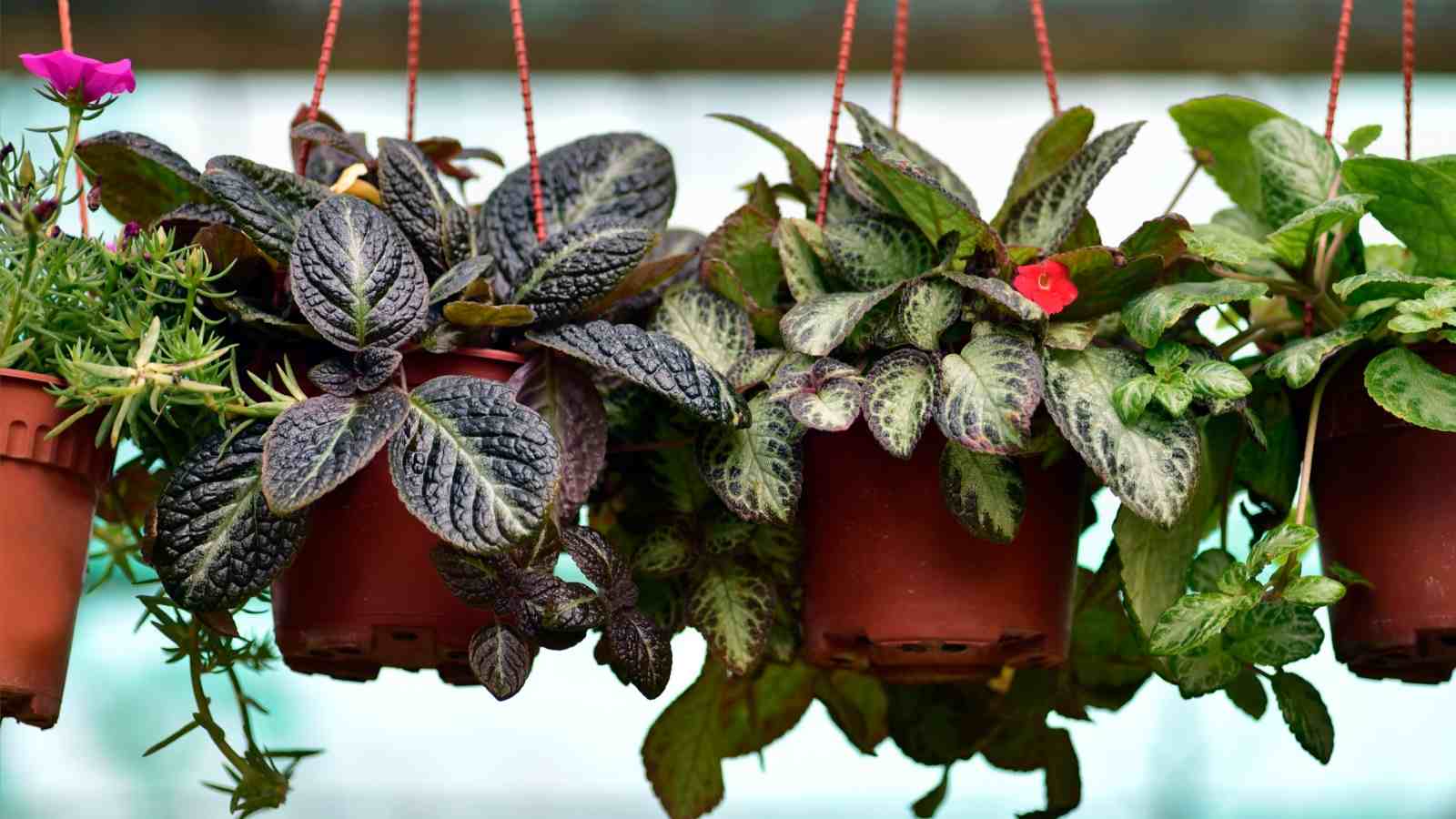 Hanging pots with lipstick plants
