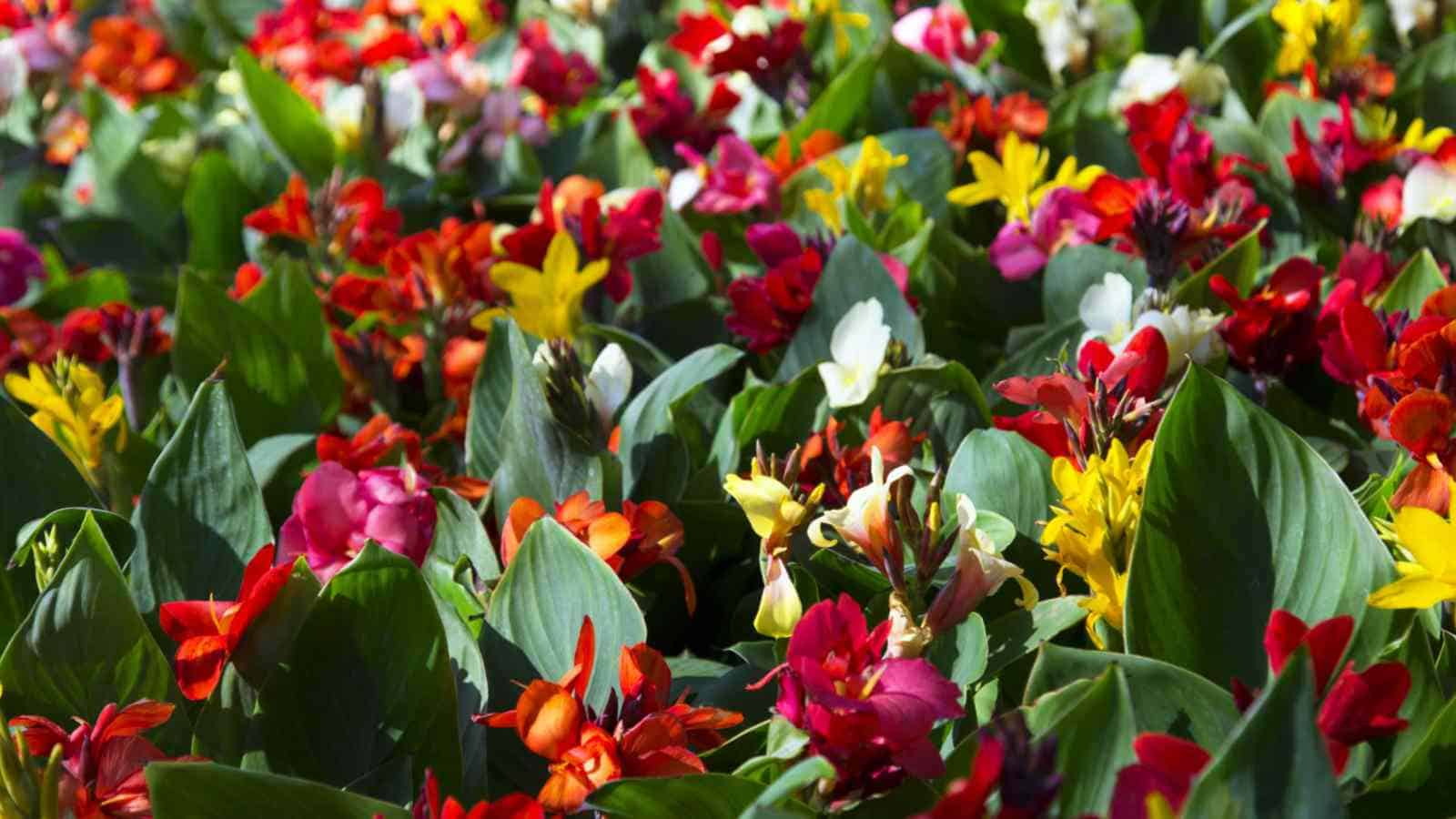 Colorful canna lilies in the garden under sunlight