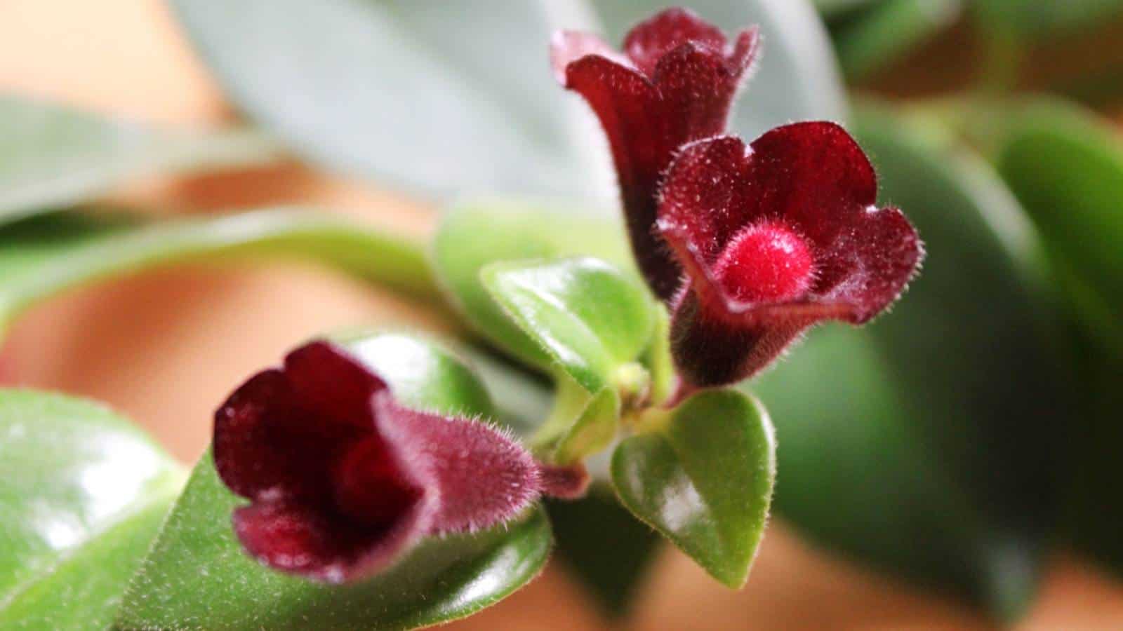 Closeup shot of a Mona Lisa Lipstick Plant