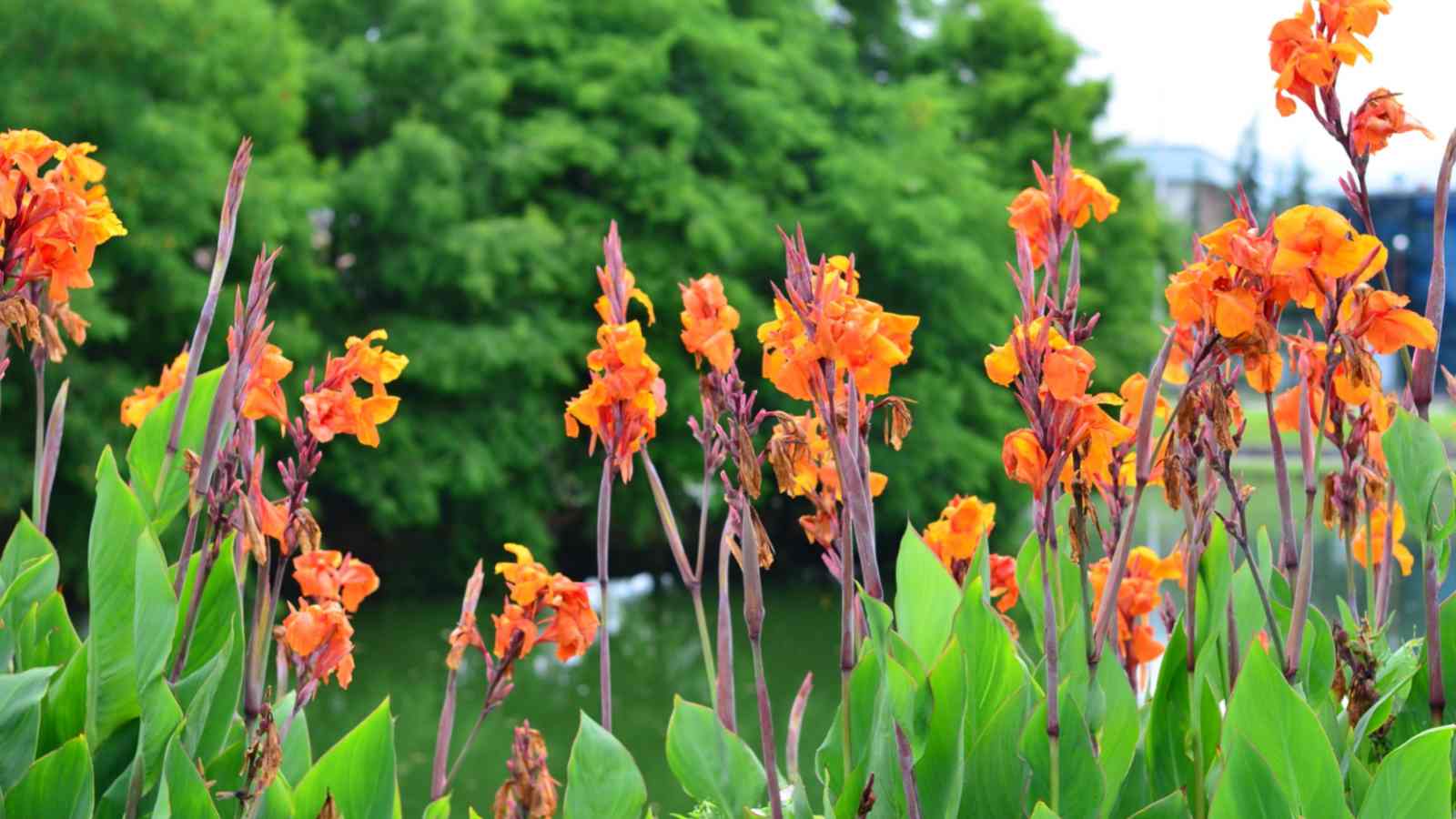 Orange canna lilies near a body of water