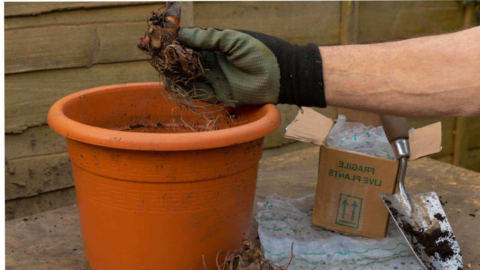 Planting the canna bulb