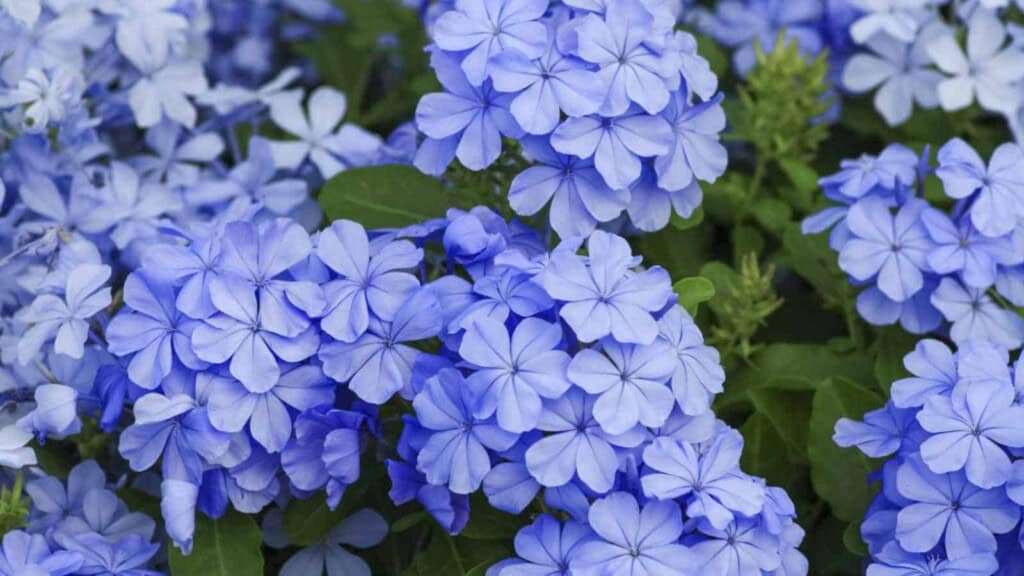 Purple flowers of Plumbago