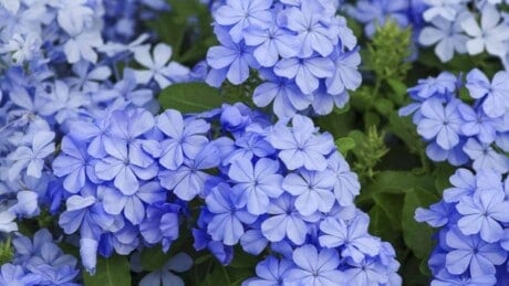 Purple flowers of Plumbago