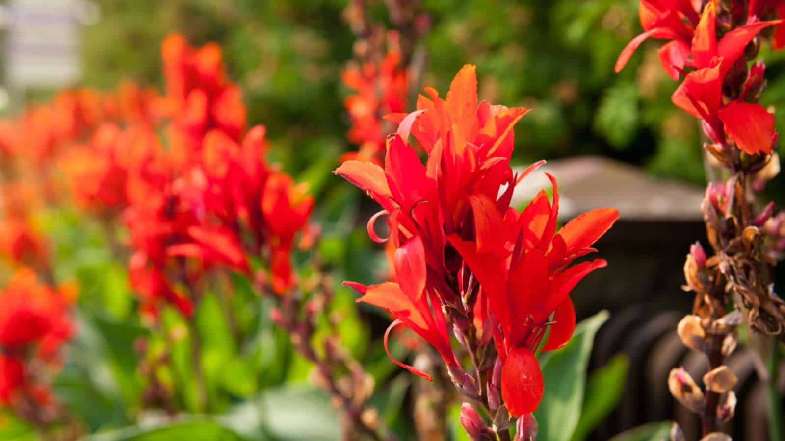 Closeup of red canna lily flowers