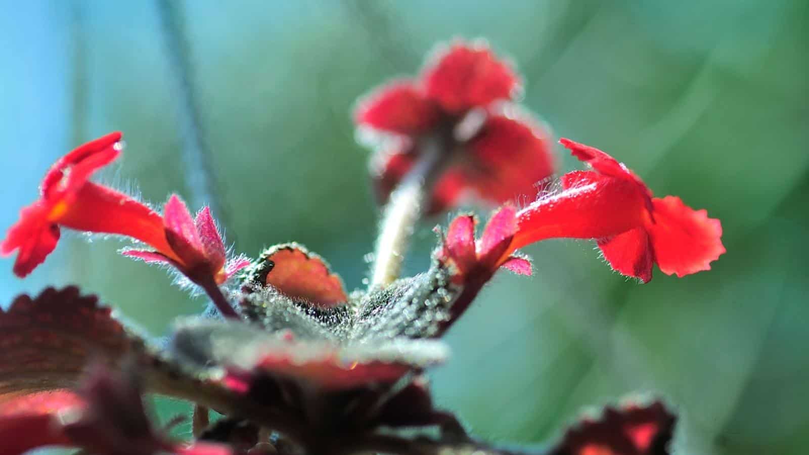 Lipstick plant selective focus on its red flowers