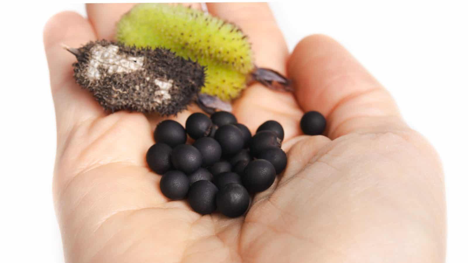 Hand with canna lily seeds