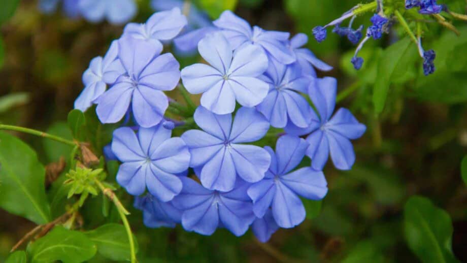 Plumbago Plants: How to Grow and Care for Plumbago