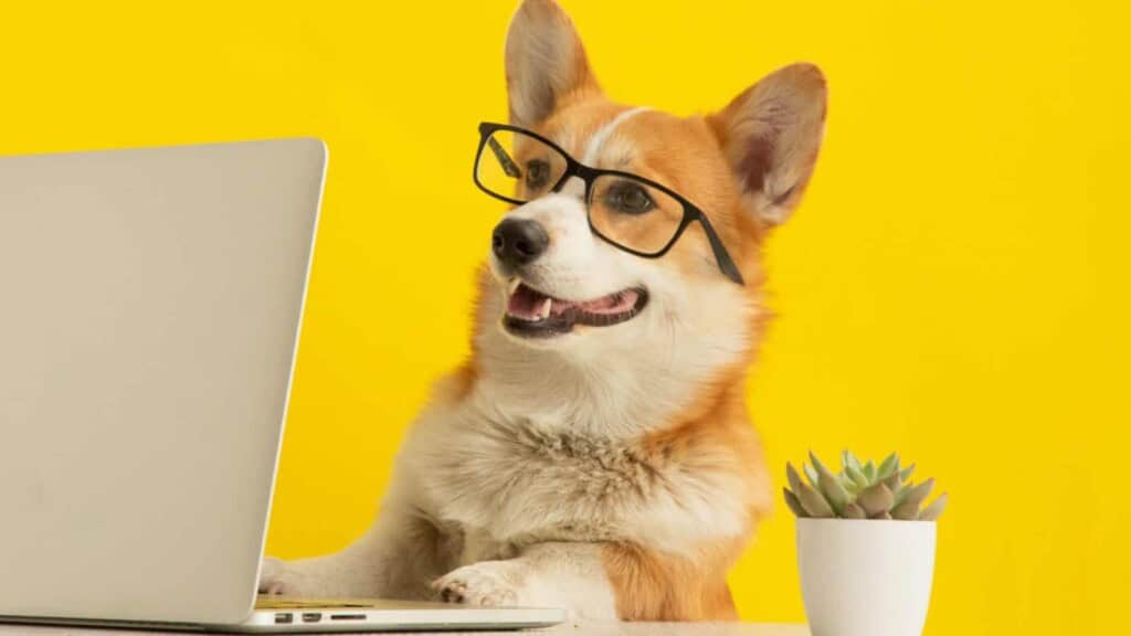 Dog with glasses working on a laptop