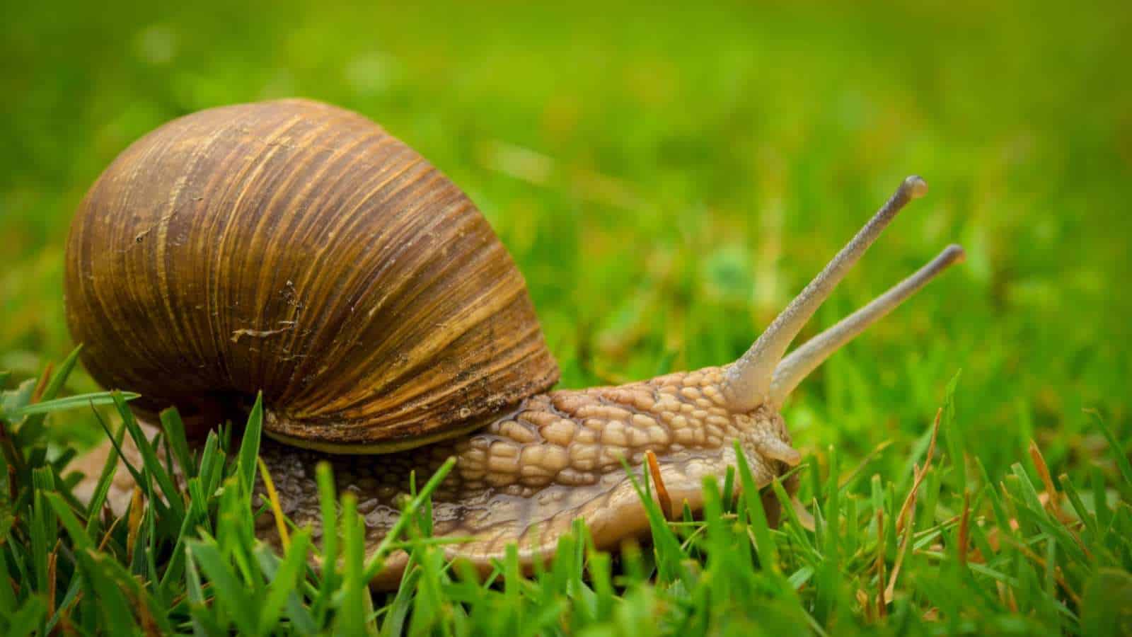 Snail on a grass