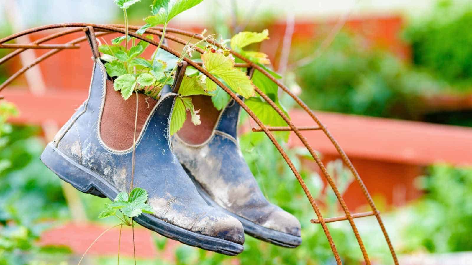 Unconventional Plant Containers
