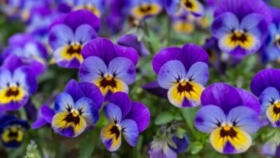 Violet flowers in the garden