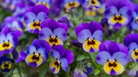 Violet flowers in the garden