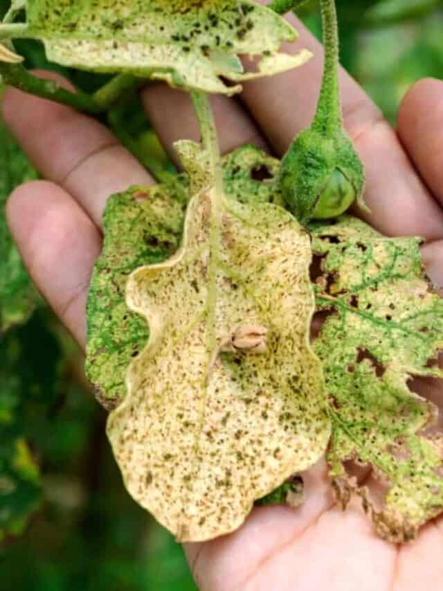 Hand holding eggplant leaves with severe damage from an aphid infestation