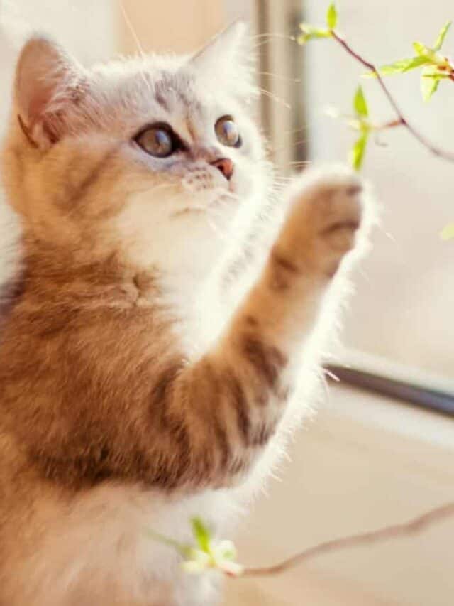 Cat playing with plant