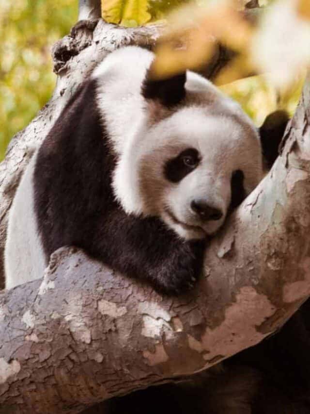 Giant Panda