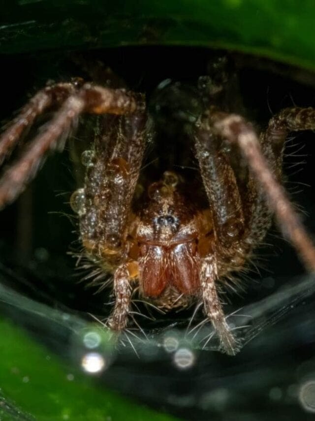Closeup shot of a grass spider on its web on a plant