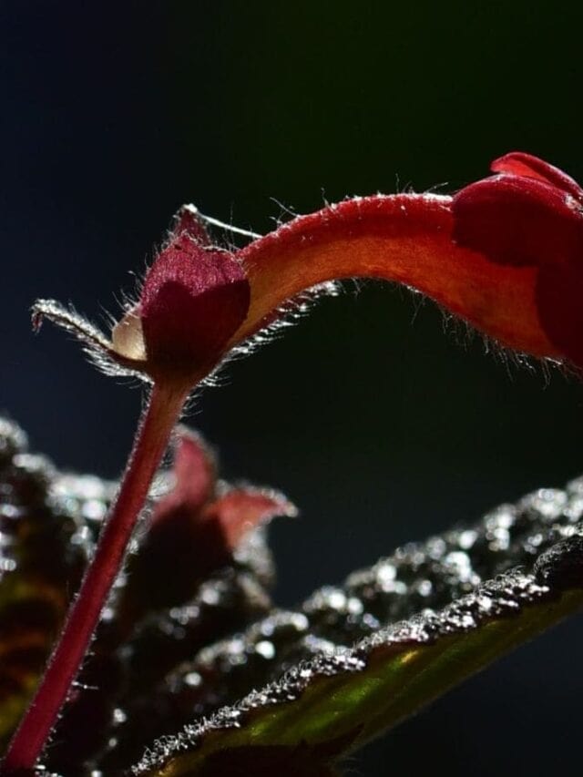 Selective focus of a lipstick plant