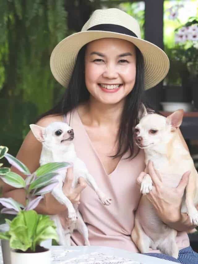 Asian woman wearing hat and sleeveless shirt sitting in the garden with house plant pot, holding two chihuahua dogs and smiling.
