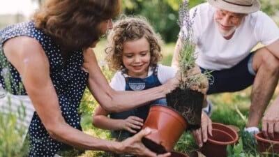 Grandparents gardening with their grandaughter. Potting a small plant.