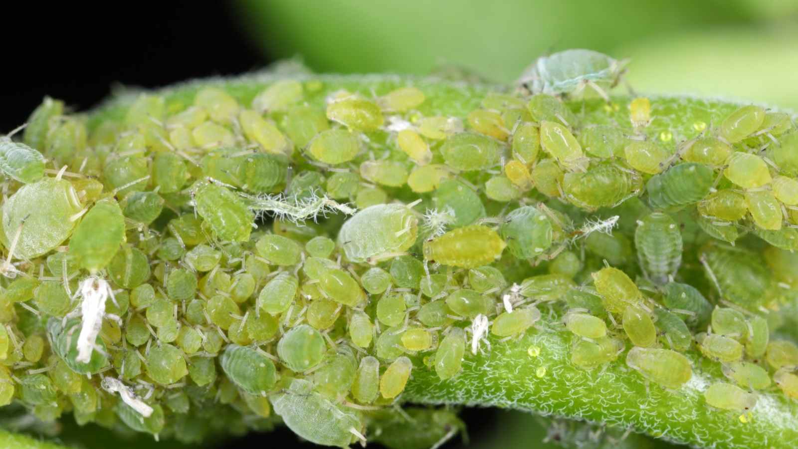 Green aphids on a leaf