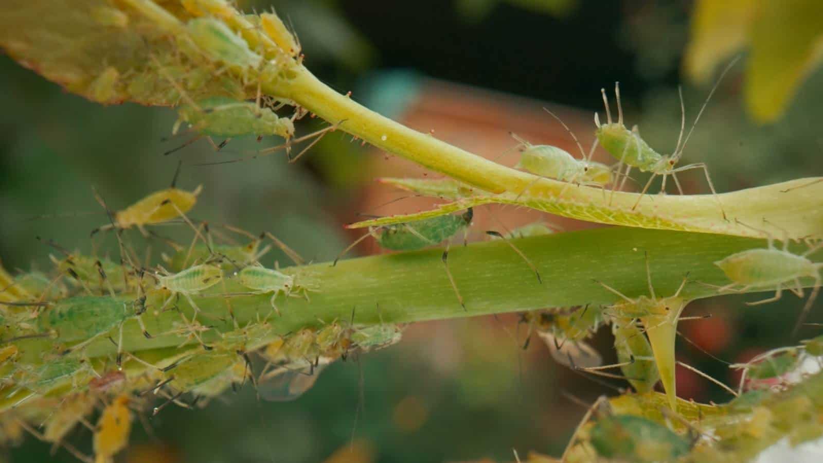 Aphids on a green stem