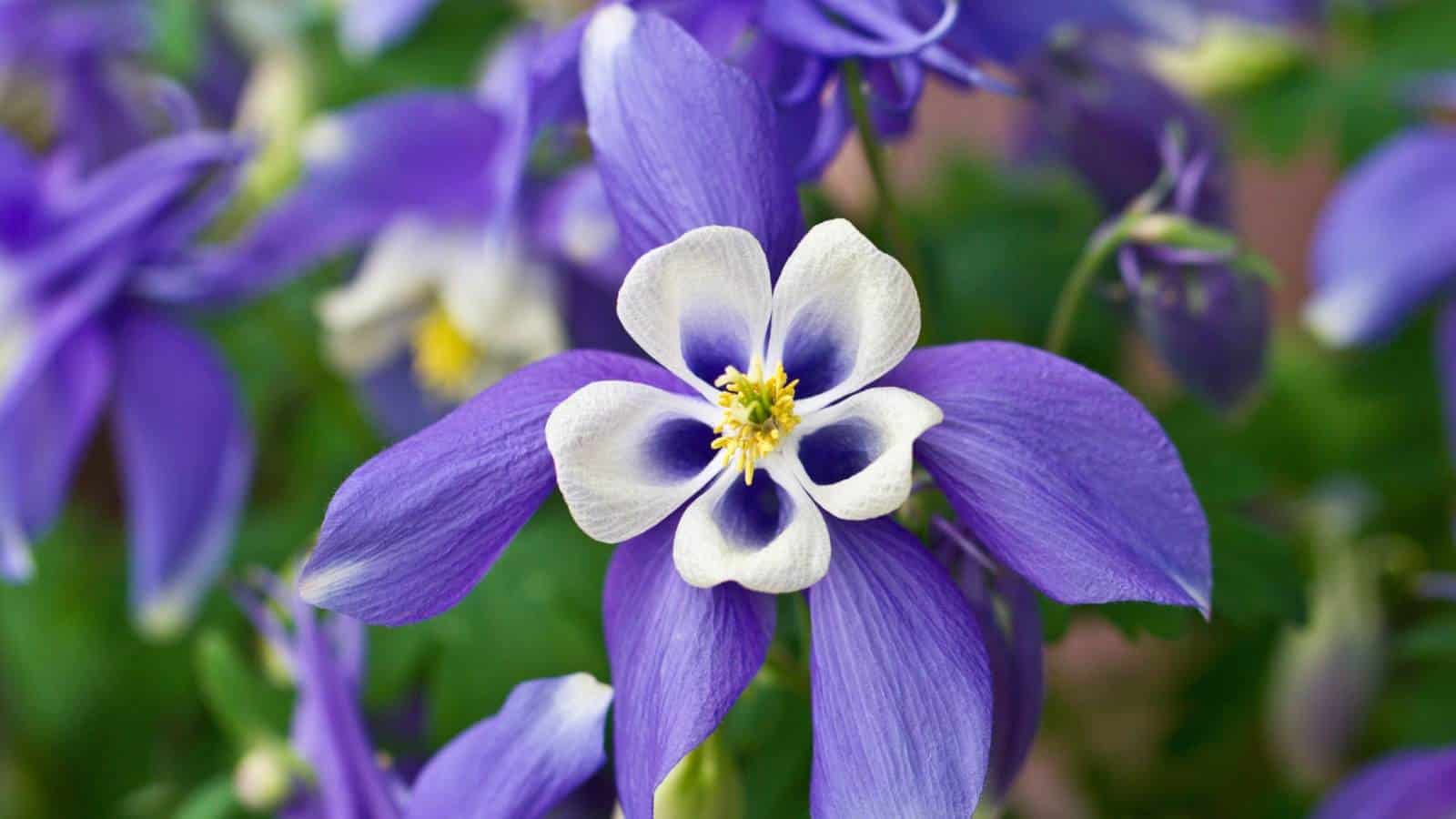 Closeup shot on the purple flower of Aquilegia Caerulea Rocky Mountain Columbine