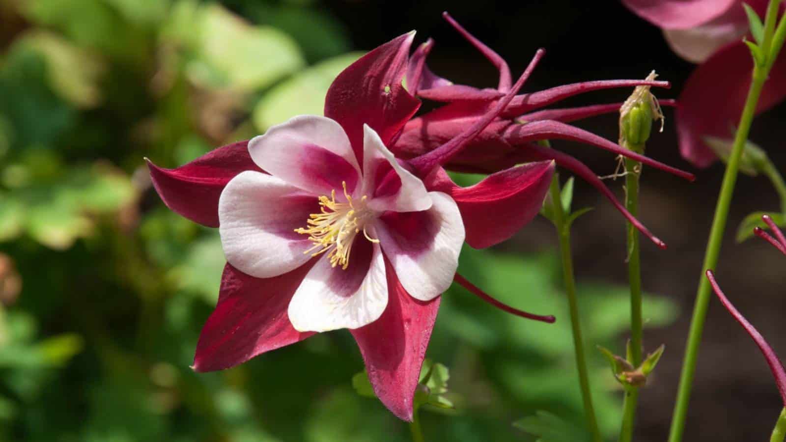 Aquilegia 'Crimson Star' red flower